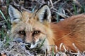 Closeup of Red Fox lying in grass Royalty Free Stock Photo