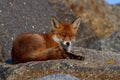 A closeup red fox on a rock Royalty Free Stock Photo