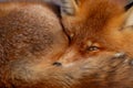 A closeup red fox sleeps on a rock