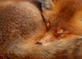 A closeup red fox sleeps on a rock Royalty Free Stock Photo