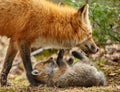 Closeup of a red fox (Vulpes vulpes) in a forest with her cub Royalty Free Stock Photo