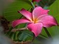 Closeup red frangipani plumeria rubra flowers with green leaf in garden Royalty Free Stock Photo