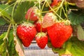 Closeup of Red Freshness strawberry in Strawberry Farm ,Chiba, j