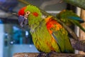 Closeup of a red fronted macaw parrot, portrait of a tropical and critically endangered bird from Bolivia Royalty Free Stock Photo