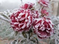 Closeup a red frozen roses covered in hoarfrost on a cold foggy day. Rose petals surrounded by crystals of ice and snow Royalty Free Stock Photo