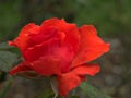 Closeup red garden rose with water drops in garden and blurred for background ,nature background Royalty Free Stock Photo