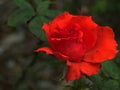 Closeup red garden rose with water drops in garden and blurred for background ,nature background Royalty Free Stock Photo
