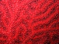 Closeup of red gorgonian Paramuricea clavata Royalty Free Stock Photo