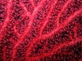 Closeup of red gorgonian Paramuricea clavata Royalty Free Stock Photo