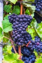 Closeup of red grapes surrounded by leaves in a vineyard under sunlight with a blurry background Royalty Free Stock Photo