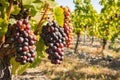 Closeup of red grapes on vine growing in organic vineyard at harvest time Royalty Free Stock Photo