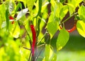 Closeup red green hot pepper on the Bush in the garden Royalty Free Stock Photo