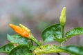 Closeup red and green peppers growing in the garden Royalty Free Stock Photo