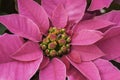 Closeup Red and green poinsettia leaves