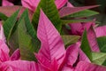 Closeup Red and green poinsettia leaves