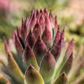 Closeup of red and green succulent plant. Royalty Free Stock Photo