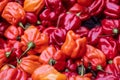 Closeup of red habanero peppers Royalty Free Stock Photo