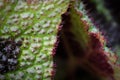 Closeup of the red hairy edges on a painted leaf begonia Royalty Free Stock Photo