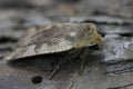 Closeup on the Red-headed Chestnut owlet moth, Conistra erythrocephala sitting on wood Royalty Free Stock Photo