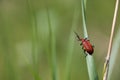 Closeup of red-headed fire beetle on a leaf with green soft bokeh background looking at camera, The Netherlands Royalty Free Stock Photo
