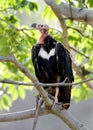 Closeup of Red headed vulture Royalty Free Stock Photo