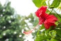 Closeup red hibiscus blooming flower in garden. Freshness feelin Royalty Free Stock Photo