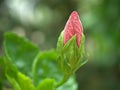 Closeup red hibiscus bud flower plants in garden with green blurred background ,sweet color Royalty Free Stock Photo