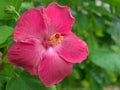 Closeup red hibiscus bud flower plants in garden with green blurred background ,sweet color Royalty Free Stock Photo