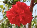 Closeup, Red hibiscus flower blooming on tree blurred green leaf background for stock photo, spring summer flower Royalty Free Stock Photo