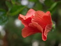 Closeup red hibiscus flower plants in garden and blurred nature leaves background ,nature background Royalty Free Stock Photo