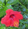 Closeup red Hibiscus plant trumpet-shaped flower