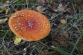 Closeup on a red highly toxic Fly agaric mushroom, Amanita muscaria on the forest floor Royalty Free Stock Photo