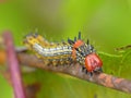 Red Humped Caterpillar On Brown Plant Stem