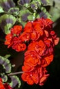 Closeup Red Hydrangea on green leaf background. Royalty Free Stock Photo