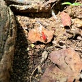 Closeup of a red bug on ile aux aigrettes mauritius island Royalty Free Stock Photo