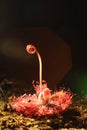 Closeup of a red, insectivorous sundew leaf