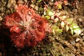 Closeup of a red, insectivorous sundew leaf