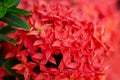 Closeup of a red Ixora