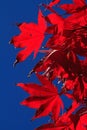 Closeup of red Japanese maple leaves backlit by the sun on deep blue sky background Royalty Free Stock Photo