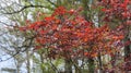 Closeup of red Japanese Maple leaves basking in the sunlight