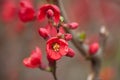 red japanese quince tree of Chaenomeles in public garden Royalty Free Stock Photo