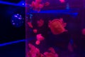 Closeup of red Jellyfishes, in blue neon light Royalty Free Stock Photo