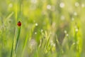 Closeup of red ladybug in grass with droplets of dew in the morning sun