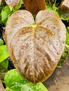 Closeup of a Red Leaf Anthurium with raindrops Royalty Free Stock Photo