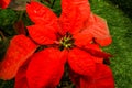 Closeup of Red leaf Christmas Poinsettia Flowers blooming on gr Royalty Free Stock Photo