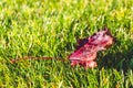 Closeup of a red leaf, maple leaf fallen on green grass captured on a sunny day Royalty Free Stock Photo