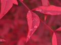 Closeup red leaf with water drops in garden Royalty Free Stock Photo