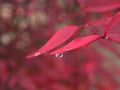 Closeup red leaf with water drops in garden Royalty Free Stock Photo