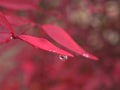 Closeup red leaf with water drops in garden Royalty Free Stock Photo