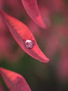 Closeup red leaf with water drops in garden Royalty Free Stock Photo